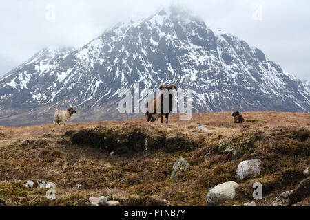 Drei wilde Bergziegen auf einer Wiese unter einem verschneiten Buachaille Etive Mor, in der Nähe von Glen Etive, in den schottischen Highlands, Schottland, Vereinigtes Königreich. Stockfoto