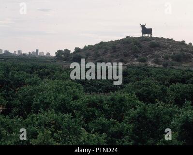 SILUETA DEL TORO DE OSBORNE EN LO ALTO DE UNA COLINA - PLANTACION DE NARANJOS. Lage: an der Außenseite. Gandia. Valencia. Stockfoto