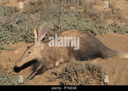 Aardvark auf fuchsbau - frühe Winter morgen - Kuzuko Lodge, Eastern Cape Stockfoto