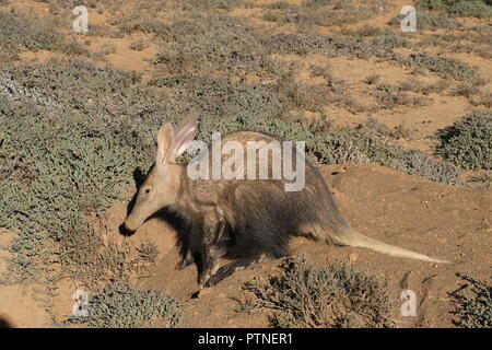 Aardvark im frühen Winter das Morgenlicht. Stockfoto