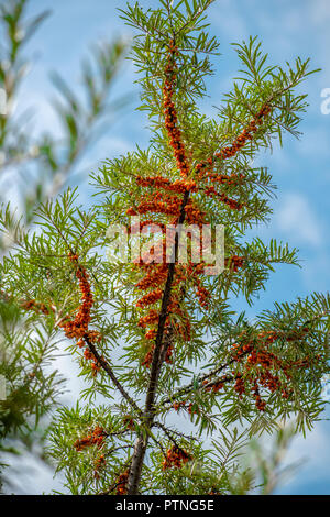 Sanddorn Zweig mit Reifen orangen Beeren Stockfoto