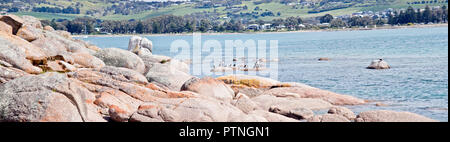 Das ist ein Marine auf Granite Island von Felsen und Vögel Stockfoto