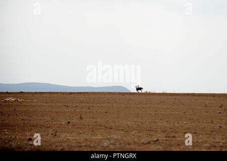 Panoramablick von der Autobahn des Königs, die über die hohe Kante des Great Rift Valley swoops. in Jordanien Stockfoto