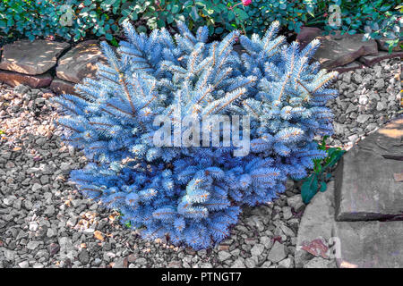 Zwerg langsam wachsende blaue Fichte (Picea pungens) Vielzahl Montgomery - schöne dekorative immergrüne Koniferen Pflanzen für Garten und Landschaft Desig Stockfoto