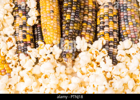 Bündel von organischen getrockneten bunten Maiskolben bereit Popcorn zu Pop oder Splitt mit bereits knallte Popcorn Stockfoto