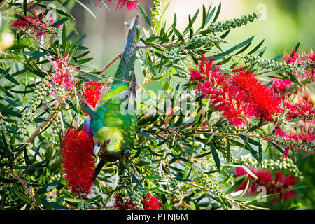 Weiblich Red-capped Papagei auf bottlebrush Western Australian Garden Stockfoto