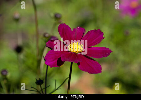 Sydney Australien, lila Kosmos wildflower in der Wiese Stockfoto