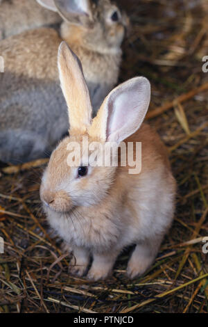 Vorderansicht eines niedlichen kleinen Hasen auf Heu im Käfig Stockfoto