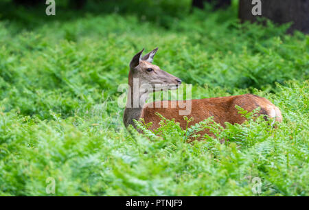 Weiblichen Rotwild Doe in der adlerfarn Richmond Park GROSSBRITANNIEN Stockfoto