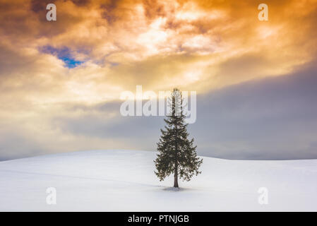 Biei, Hokkaido, Japan am Weihnachtsbaum im Winter. Stockfoto