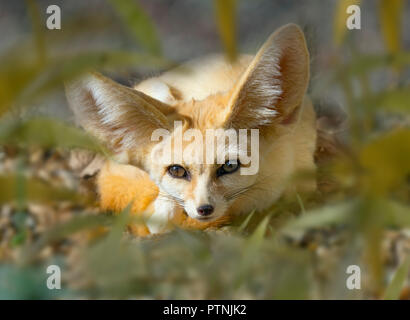 Fennec Fuchs Vulpes zerda schlafen Captive Foto Stockfoto