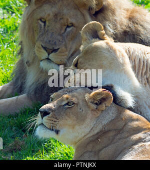 Erwachsener Löwe Panthera leo im Masai Mara Nationalpark Kenia Stockfoto