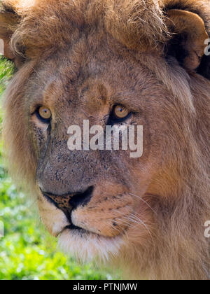 Erwachsener Löwe Panthera leo im Masai Mara Nationalpark Kenia Stockfoto