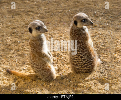 Erdmännchen oder erdmännchen Suricata suricatta Stockfoto