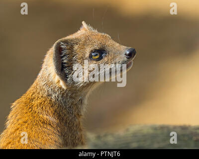 Yellow mongoose Cynictis penicillata beobachten Insekt gefangen Portrait Stockfoto