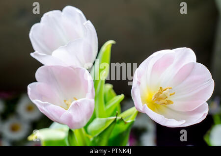 Rosa drei Tulpen auf dunklem Hintergrund Stockfoto