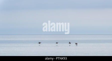 Vier Kanadagänse (Branta canadensis) fliegen tief über einen See. Stockfoto