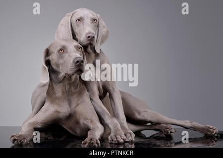 Studio Schuß von zwei adorable Weimaraner liegen auf grauen Hintergrund. Stockfoto