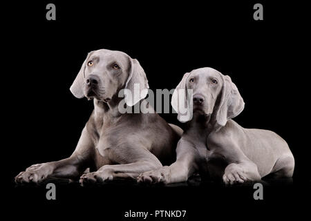 Studio Schuß von zwei adorable Weimaraner liegen auf schwarzen Hintergrund. Stockfoto