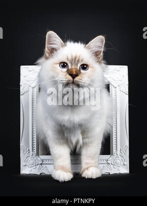 Schöne Tabby Point Heilige Birma Katze Kätzchen stehend mit zwei weißen Pfoten durch eine weiße Bilderrahmen suchen neben Objektiv, isoliert auf Schwarz hinterg Stockfoto