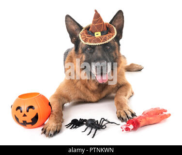 Schäferhund und Halloween vor weißem Hintergrund Stockfoto