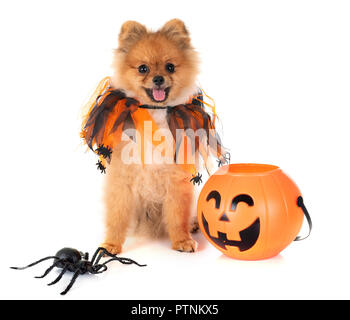 Pomeranian Welpen und Halloween vor weißem Hintergrund Stockfoto