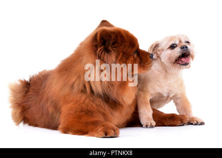 Studio geschossen von einem entzückenden Havaneser und ein Chow Chow liegen auf weißem Hintergrund. Stockfoto