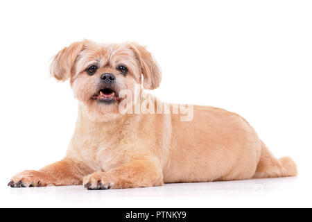 Studio geschossen von einem entzückenden Chow Chow liegen auf weißem Hintergrund. Stockfoto