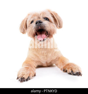 Studio geschossen von einem entzückenden Chow Chow liegen auf weißem Hintergrund. Stockfoto