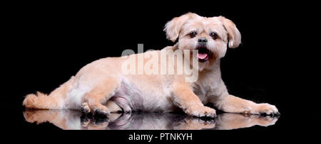 Studio geschossen von einem entzückenden Chow Chow liegen auf schwarzen Hintergrund. Stockfoto