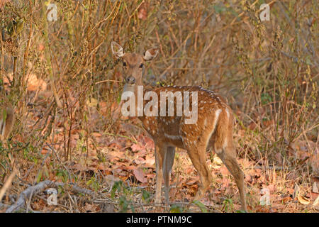 Spotted Deer im Wald von Kanha Nationalpark in Indien Stockfoto