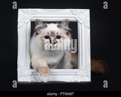 Atemberaubende Tabby Point Heilige Birma Katze Kätzchen schrittweise durch einen weißen Bilderrahmen und Stolz in die Kamera Objektiv mit faszinierenden blauen Augen, isol Stockfoto