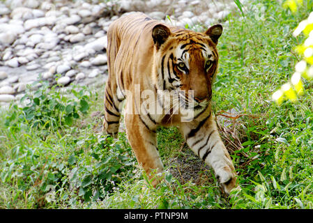 Royal Bengal Tiger Stockfoto