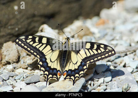 Schmetterling Pieris Rapae (Alte Welt Swallowtail) sitzt auf dem Felsen und aalt sich in der Frühlingssonne. Stockfoto