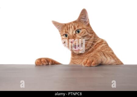 Lustige ginger cat Blick auf die Tabelle überrascht. Stockfoto