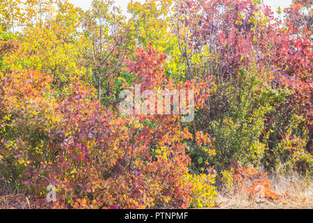 Herbst bunte Blätter auf die Büsche am Nachmittag Stockfoto