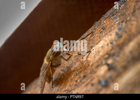 Die vielen tausend Augen eines weiblichen Gestreifte Horse-Fly (Tabanus Lineola) Stockfoto