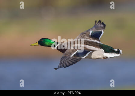 Nahaufnahme des britischen Mallard drake (Anas platyrhynchos) isoliert im Mittelflug, nach links gewandt, Flügel ausgestreckt. Hochwinkelige Ente, die frei über Wasser fliegt. Stockfoto