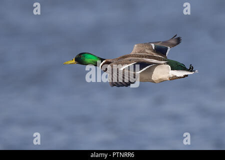 Detaillierte, hohen Winkel in der Nähe von Drake wild UK Stockente (Anas platyrhynchos) im Flug über Wasser im Winter Sonne isoliert, Flügel, nach links. Stockfoto