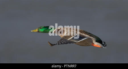 Nahaufnahme der wilden UK Stockente drake (Anas platyrhynchos) isoliert in der Luft Flug, fliegen links über Wasser. Stockfoto