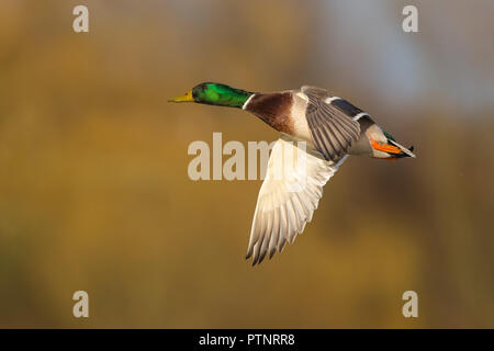 Wilde UK Stockente drake (Anas platyrhynchos) isoliert im aufsteigenden Flug Richtung links. Mallard Ente fliegen im Sonnenlicht, Flügel nach unten. Stockfoto