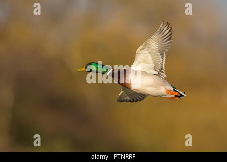 In der Nähe von wilden UK männliche Stockente (Anas platyrhynchos) in der Luft Flug isoliert, nach links zeigen. Mallard Drake flying in der Abendsonne, Flügel. Stockfoto