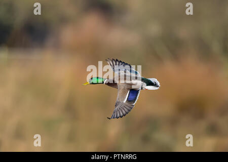 Wild UK Stockente drake (Anas platyrhynchos) in der Luft Flug isoliert. Mallard Ente fliegen in der Wintersonne, Feuchtgebiete Reserve. Britische Enten. Stockfoto