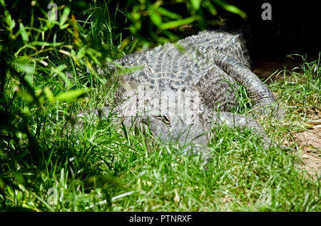 Der amerikanische Alligator ist versteckt in der langen Gras Stockfoto
