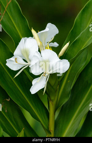 White Ginger Lily (lewisia coronarium) in den Wilden, Atlantischer Regenwald, im südlichen Brasilien Stockfoto