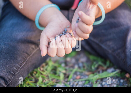 In der Nähe von kleines Mädchen Hände beim Spielen auf dem Boden mit Seele oder kleine Steine. Stockfoto