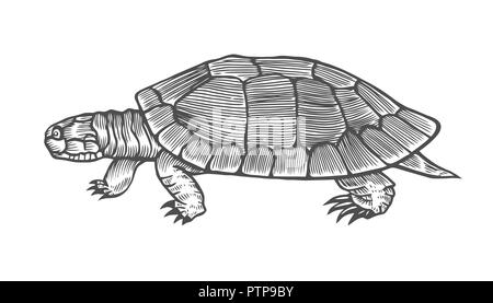 Turtle Vector Illustration. Scratch board style Imitation. Hand gezeichnete Bild. Stock Vektor