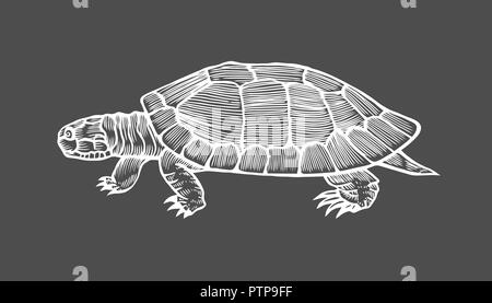 Turtle Vector Illustration. Scratch board style Imitation. Hand gezeichnete Bild. Auf schwarzem Hintergrund Stock Vektor