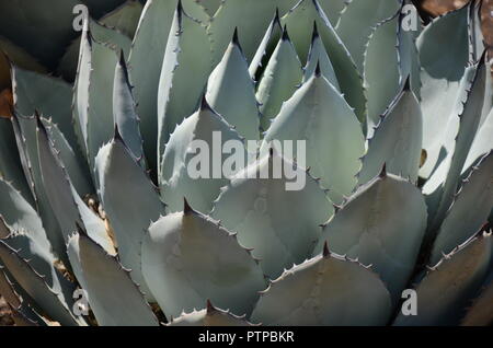 Nahaufnahme von Spirale Aloe Vera Blätter. Stockfoto