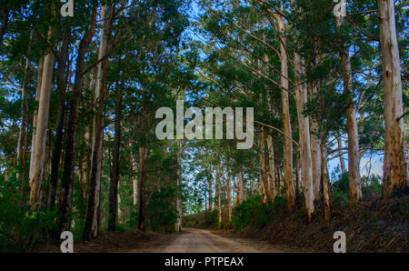 Straße durch eine Gum Tree Forest Eucalyptus maculata, Western Australia, Australien führenden Stockfoto